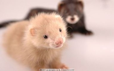 德扑圈俱乐部客服推荐