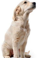 德扑圈人工客服微信