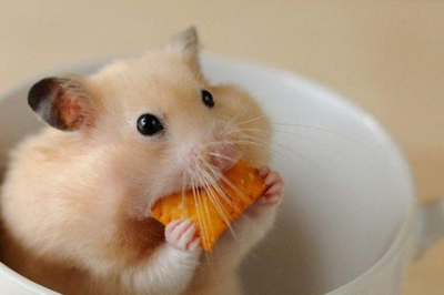 德扑圈俱乐部推荐