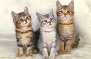 hhpoker俱乐部客服推荐