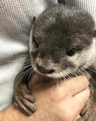 德扑圈官方客服