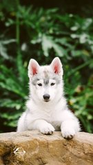 hhpoker俱乐部客服推荐