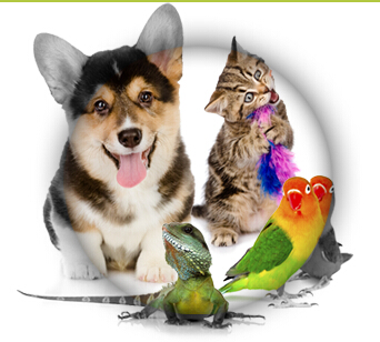 德扑圈俱乐部推荐