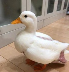 hhpoker德州俱乐部客服