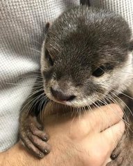 德扑圈人工客服微信