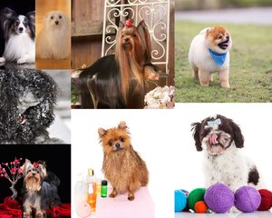 hhpoker德扑线上客服