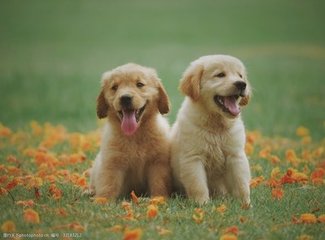 真人德扑圈俱乐部客服推荐