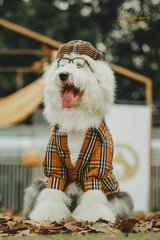 德扑圈人工客服微信