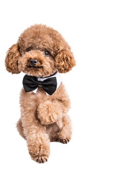 hhpoker德扑线上客服