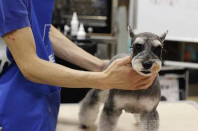 德扑圈俱乐部客服推荐