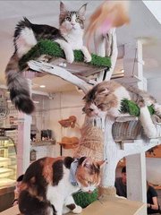 hhpoker德州俱乐部客服